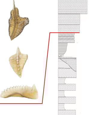 Conodont Biostratigraphy