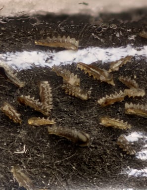 Conodont fossil specimen