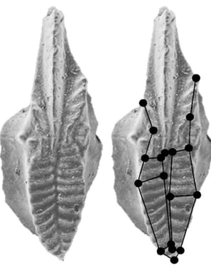 Morphometric analysis diagram